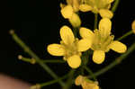 Creeping yellowcress